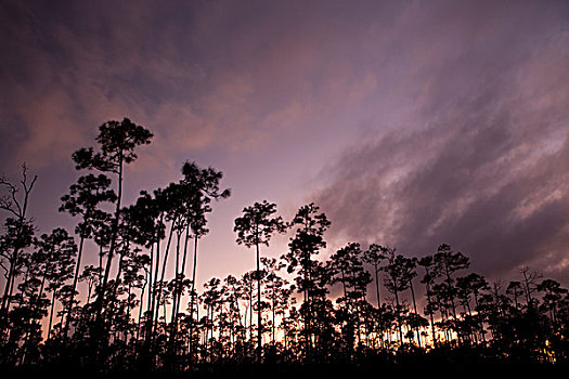 剪影,松树,大沼泽地国家公园,佛罗里达,美国