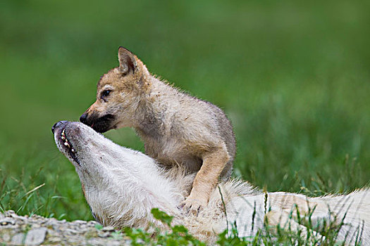 大灰狼,狼,非洲野犬属,成年,幼兽,玩,禁猎区,巴伐利亚,德国
