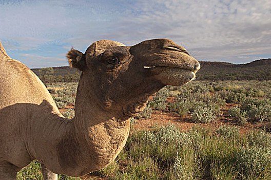 单峰骆驼,物种,澳大利亚