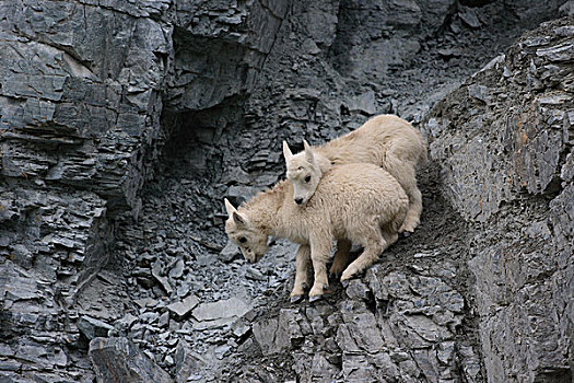 石山羊,雪羊,玩,冰川国家公园,蒙大拿