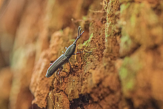 madagascar马达加斯加微距昆虫