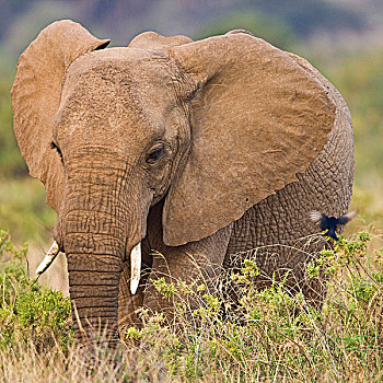 非洲,肯尼亚,大象