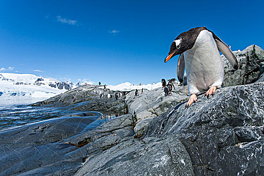 南极,巴布亚企鹅,岩石,岸边,海峡