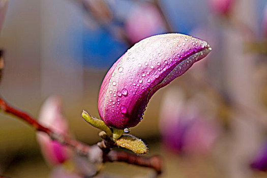 一朵紫色的玉兰花苞