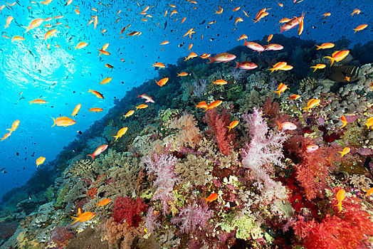 珊瑚礁,礁石,垃圾,繁茂,许多,不同,软珊瑚,软珊瑚目,石头,珊瑚,石珊瑚,红海,埃及,非洲