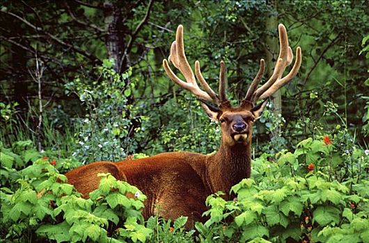 雄性,麋鹿,北美马鹿,鹿属,落基山脉,碧玉国家公园,艾伯塔省,加拿大