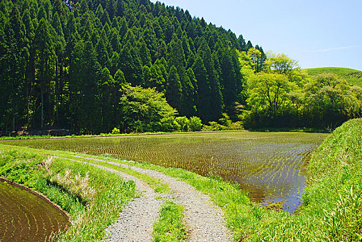 稻田,熊本,日本