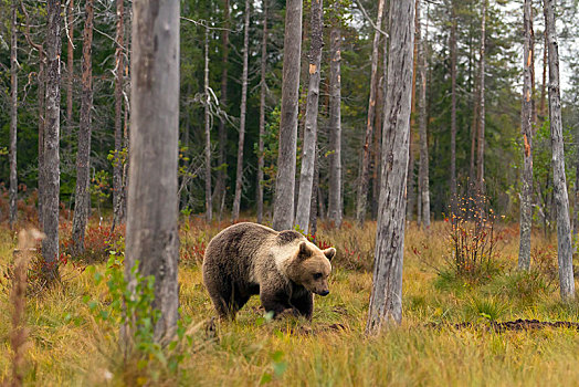 棕熊,秋日树林,北方,卡瑞里亚,芬兰,欧洲