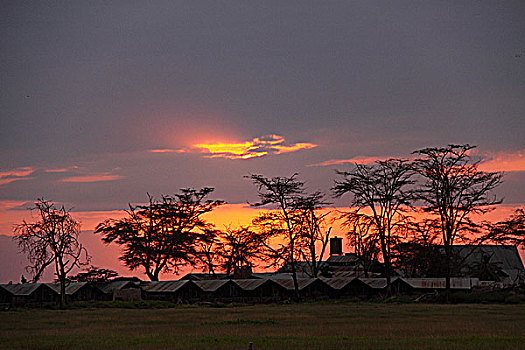 肯尼亚非洲大草原落日-营地树影
