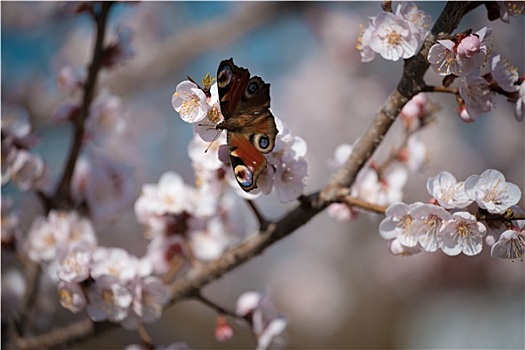 黑脉金斑蝶,寻找,花蜜,花