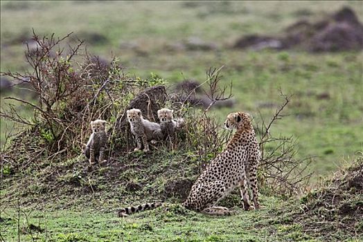 肯尼亚,印度豹,三个,幼兽,看,马赛马拉国家保护区