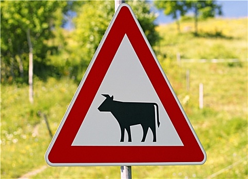 交通标志,母牛