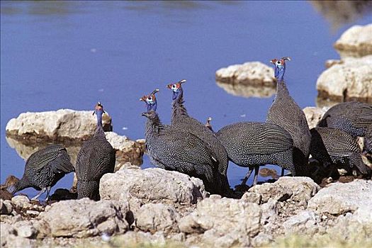 鸟群,水潭,埃托沙国家公园,纳米比亚,非洲,动物