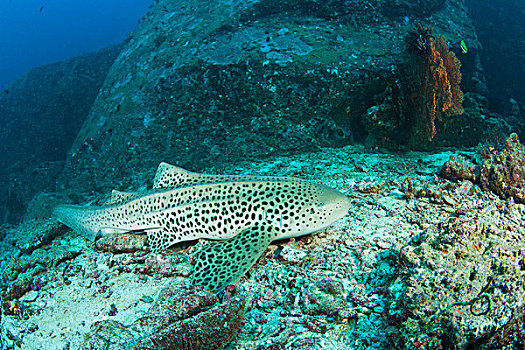 豹,鲨鱼,深潜,顶峰,斯米兰群岛国家公园,北方,普吉岛,泰国