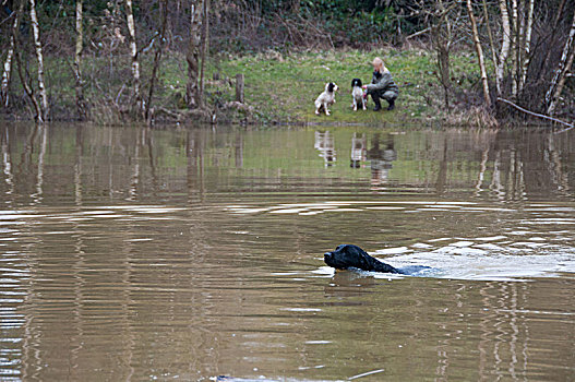 拉布拉多犬,上方,水,物主,看,水塘,两个,长毛垂耳狗