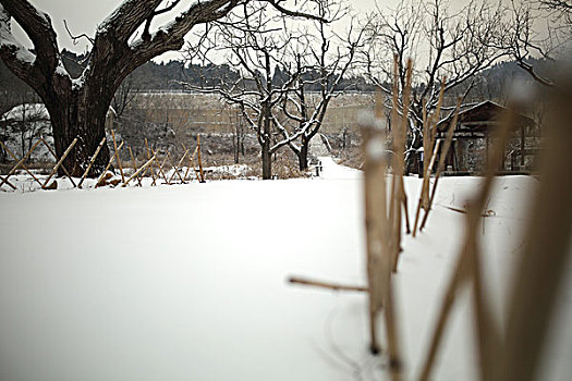 冬天雪景