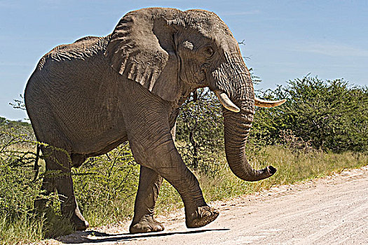 非洲象,穿过,道路,国家公园,纳米比亚