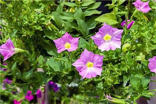 矮牵牛花属植物,花