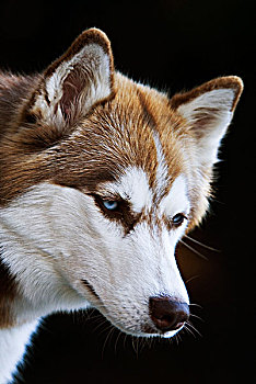 头像,纯种动物,西伯利亚,哈士奇犬,蓝眼睛,褐色,标记,安大略省,加拿大