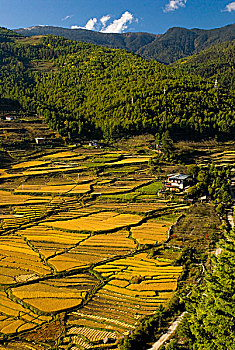稻田,收获时节,不丹,山谷