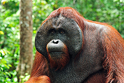 猩猩,黑猩猩,大,脸颊,露营,檀中埠廷国立公园,婆罗洲,印度尼西亚