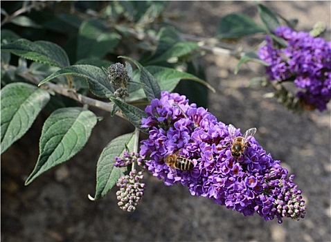 两个,蜜蜂,收集,花蜜,紫色,花