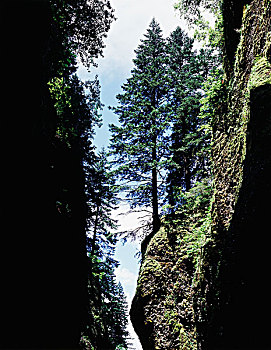 加利福尼亚,草原小溪红杉州立公园,松树,松属,树,悬崖,蕨类,峡谷,大幅,尺寸