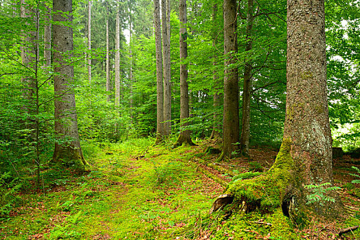 自然,云杉,树林,阿尔卑斯山,巴伐利亚,德国