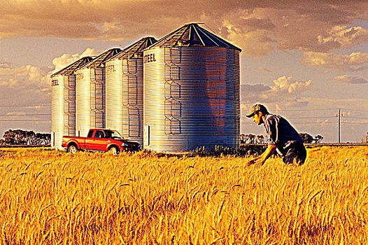 农民,检查,成熟,冬天,谷物,存储,背景,靠近,曼尼托巴,加拿大