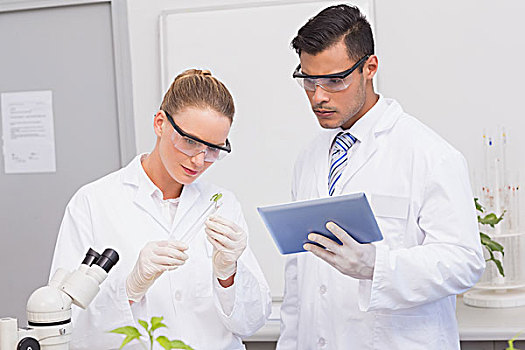 科学家,检查,叶子,植物