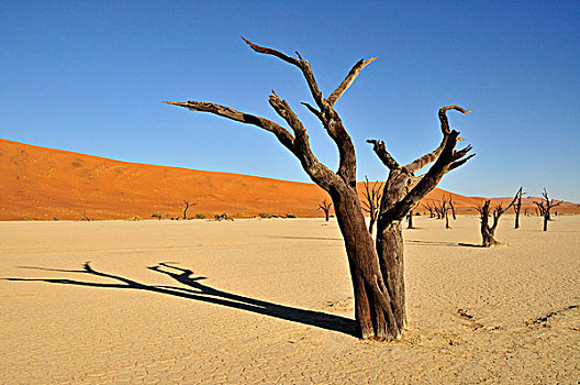 枯木,死亡谷,粘土,早晨,亮光,纳米布沙漠,纳米比诺克陆夫国家公园,纳米比亚,非洲