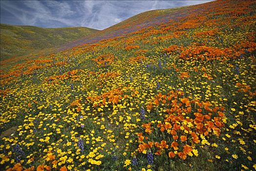 花菱草,花,遮盖,山,山峦,加利福尼亚