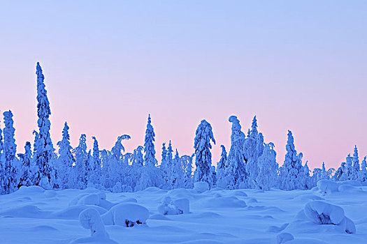 积雪,云杉,黄昏,冬天,库萨莫,芬兰