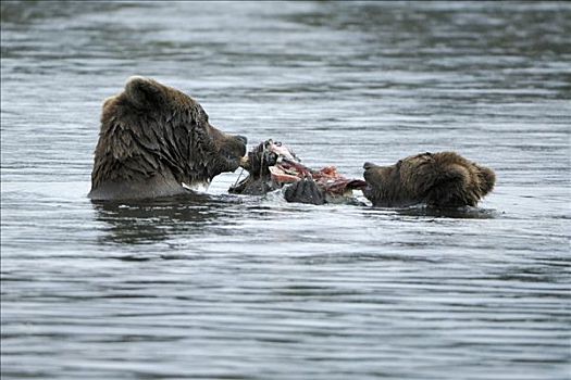 阿拉斯加,棕熊,幼仔,吃,卡特麦国家公园,美国