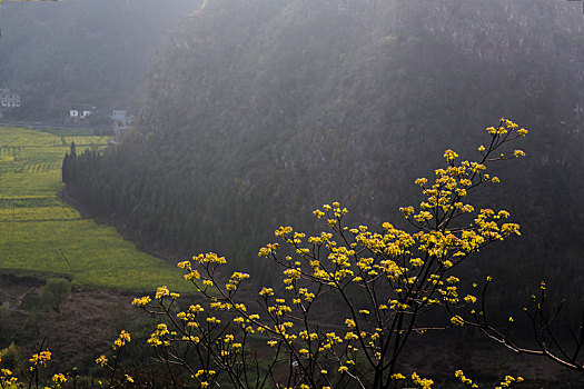 春到万峰林