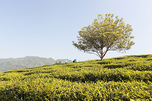 紫阳茶山