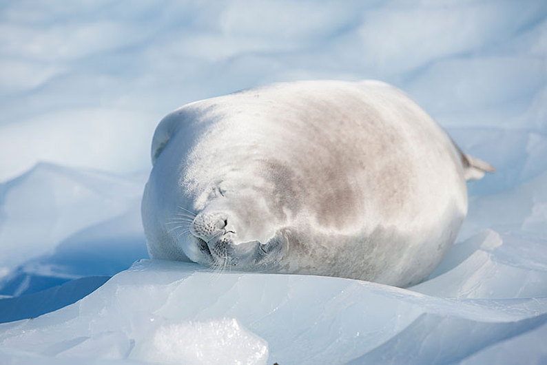 海豹冬眠图片