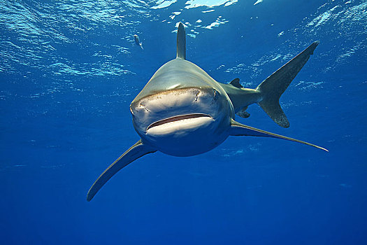 远洋白鰭鯊,长鳍真鲨,正面,巴哈马浅滩,巴哈马,中美洲