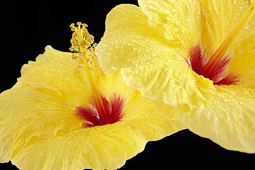 夏威夷,瓦胡岛,特写,两个,黄色,木槿,水滴,黑色背景