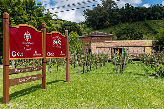 葡萄酒厂,葡萄,葡萄酒,道路,便当,里奥格兰德,巴西,南美