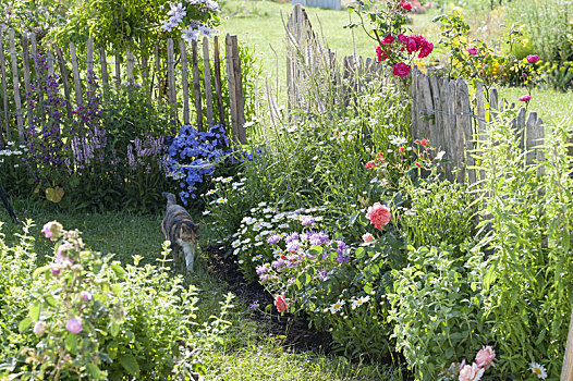 夏天,床,多年生植物,玫瑰,栅栏