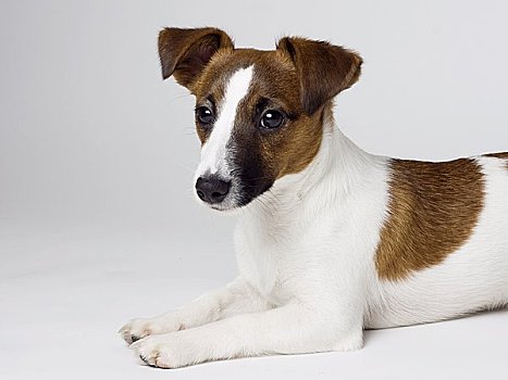 杰克罗素犬,小狗,卧,正面,白色背景,肖像