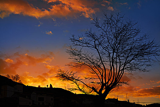 日落,树,剪影,橙色,云,蓝色背景,天空