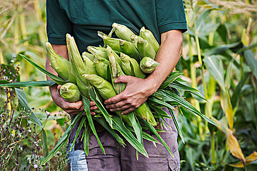 一个,男人,收获,成熟,甜玉米,玉米棒,手臂,满
