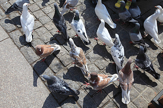哈尔滨圣·索菲亚大教堂广场上悠闲的鸽子