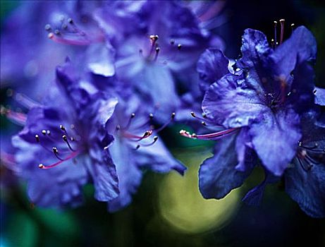 蓝色,杜鹃花,花