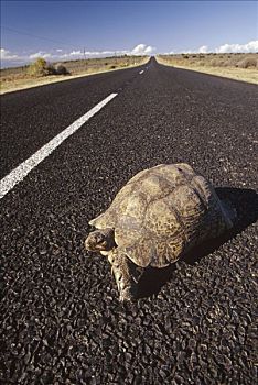 豹纹龟,公路,南非