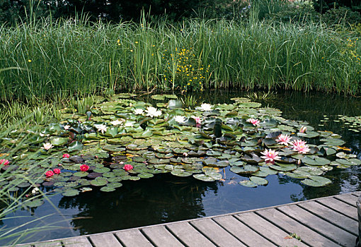 水塘,码头,睡莲属植物