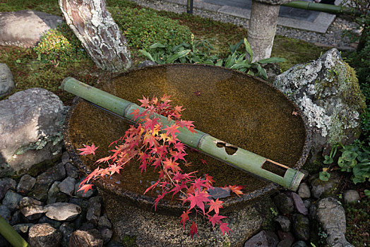 日本宗教寺庙里的水池,秋季的京都圆光寺水琴窟
