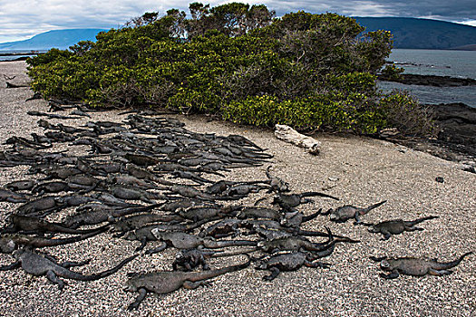 海鬣蜥,费尔南迪纳岛,加拉帕戈斯群岛,厄瓜多尔